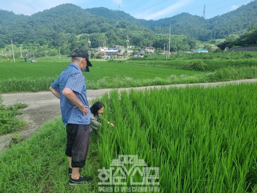 벼 이삭거름 사용 시기 지도