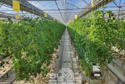 농업 분야 달라지는 제도와 시책- 방울토마토 재배