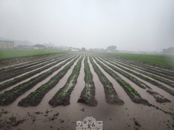 2025년 집중호우로 인한 사평면 콩재배 농가 침수 모습